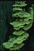 158086 False Turkey Tail On Tree A4 Photo Print