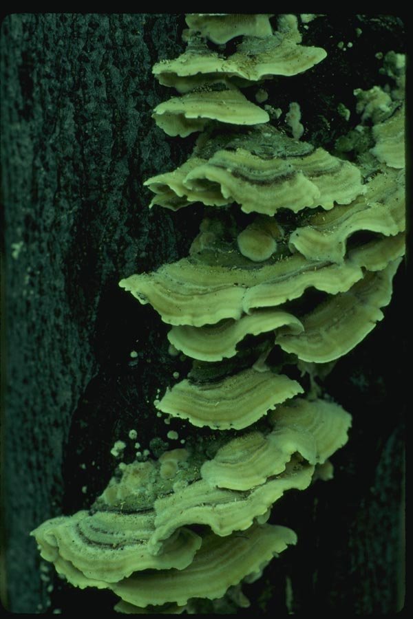 158086 False Turkey Tail On Tree A4 Photo Print