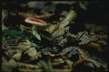 158087 Rosy Russula In Habitat A4 Photo Print