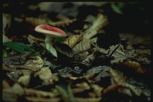 158087 Rosy Russula In Habitat A4 Photo Print