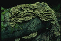 158088 Turkey Tail Polypore In Habitat On Stump A4 Photo Print