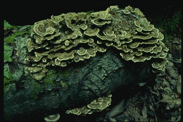 158088 Turkey Tail Polypore In Habitat On Stump A4 Photo Print