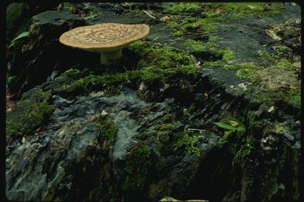 158089 Dryad's Saddle Polypore On Stump A4 Photo Print