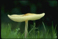 158090 Yellowish white Melanoleuca (Melanoleuca Alboflavida) A4 Photo Print