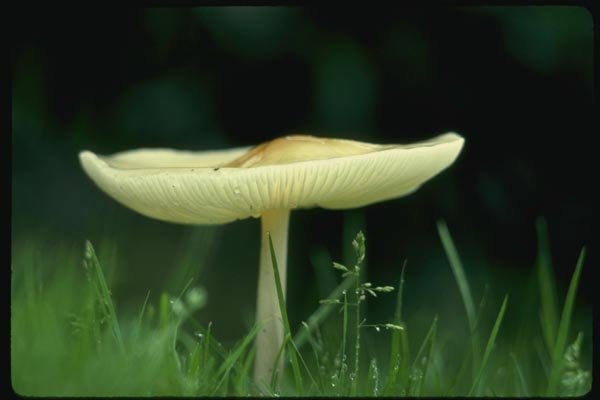 158090 Yellowish white Melanoleuca (Melanoleuca Alboflavida) A4 Photo Print
