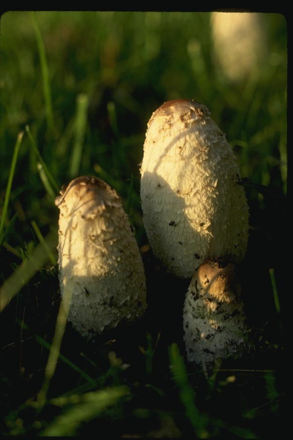 158091 Shaggy Mane Group A4 Photo Print