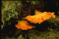 158092 Sulpur Shelf In Habitat A4 Photo Print
