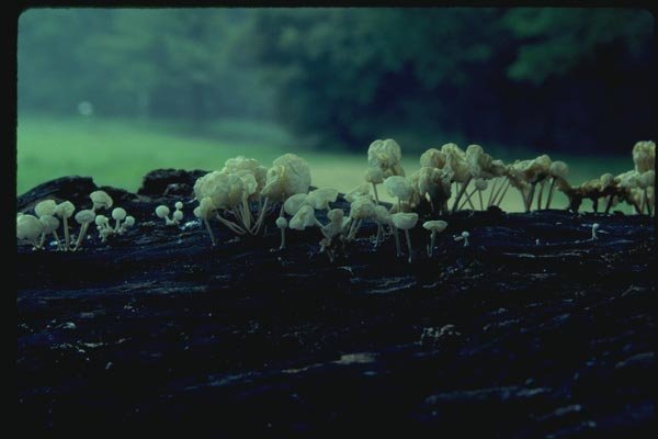 158093 Bladder Stalks (Physalacria Inflata) A4 Photo Print