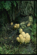 158094 Mica Cap Group A4 Photo Print