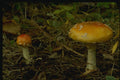 158095 Fly Agaric (Amanita Muscaria) A4 Photo Print