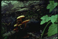 158096 Orange Mycena (Mycena Leaiana) A4 Photo Print