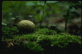158097 Pigskin Puffball (Scleroderma Citerinum) A4 Photo Print