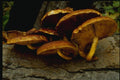 158098 Orange Mycena Group A4 Photo Print