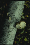 158099 Brich Polypore (Piptoporus Betulinus) A4 Photo Print