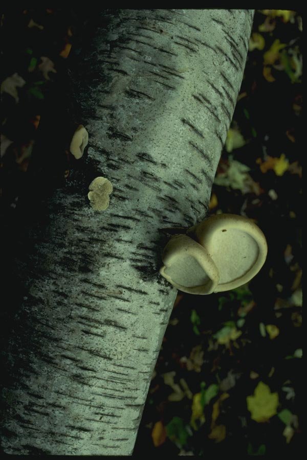 158099 Brich Polypore (Piptoporus Betulinus) A4 Photo Print