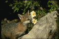 159000 Gray Fox young Kit Sniffing eating Flower A4 Photo Print