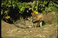159001 Gray Foxes young Kits At Den Mouth A4 Photo Print