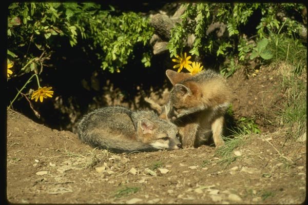 159001 Gray Foxes young Kits At Den Mouth A4 Photo Print