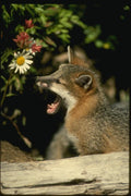 159002 Gray Fox young Kit A4 Photo Print