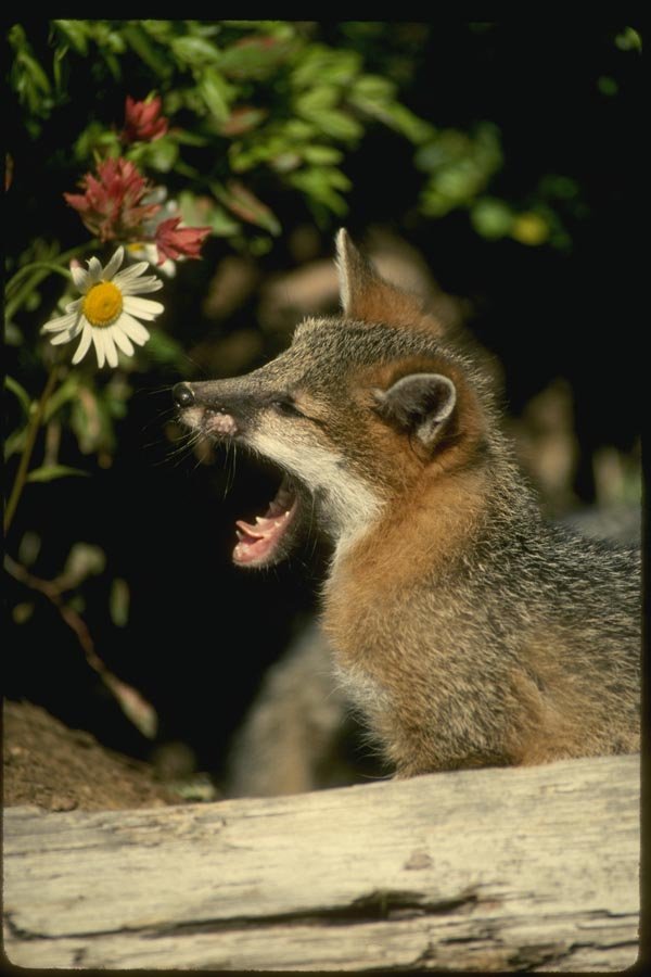 159002 Gray Fox young Kit A4 Photo Print