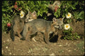 159003 Gray Foxes young Kits At Den A4 Photo Print