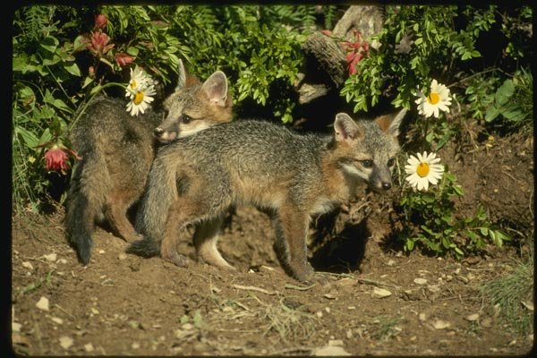 159003 Gray Foxes young Kits At Den A4 Photo Print