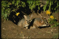 159004 Gray Foxes young Kits At Den A4 Photo Print