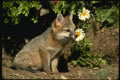 159005 Gray Fox young Kit A4 Photo Print