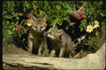 159006 Gray Foxes young Kits At Den A4 Photo Print
