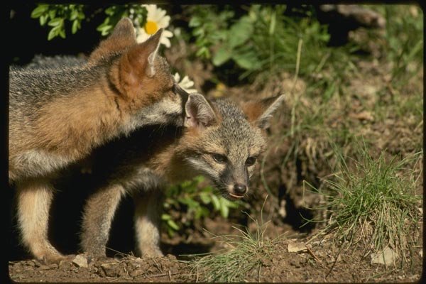 159007 Gray Foxes young Kits A4 Photo Print