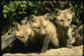 159008 Red Foxes trio Of Kits Emerging From Summer Den A4 Photo Print