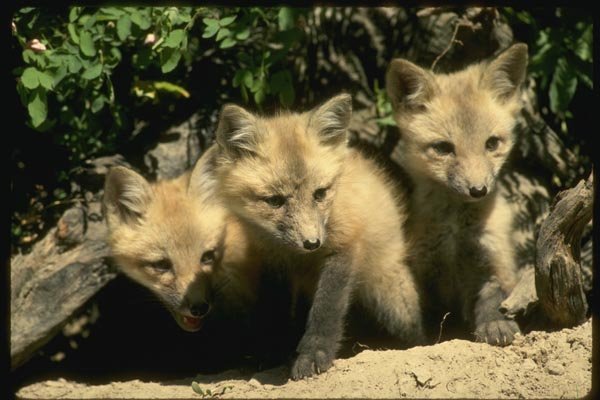 159008 Red Foxes trio Of Kits Emerging From Summer Den A4 Photo Print