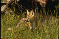 159009 Red Fox Kit A4 Photo Print