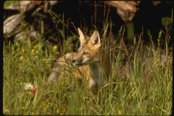 159009 Red Fox Kit A4 Photo Print
