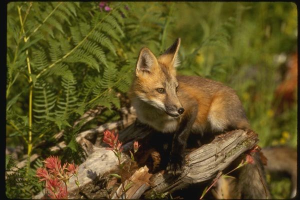 159010 Red Fox Kit A4 Photo Print