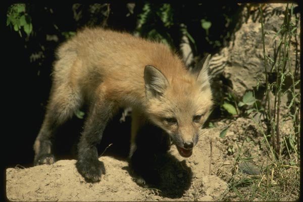 159011 Red Fox young Kit Emerging From Summer Den A4 Photo Print
