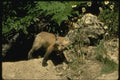 159012 Red Fox young Kit Emerging From Den A4 Photo Print