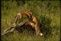159013 Red Foxes kits Playing A4 Photo Print