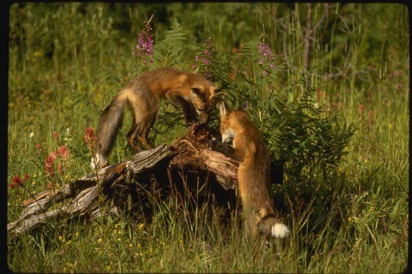 159013 Red Foxes kits Playing A4 Photo Print
