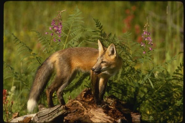 159014 Red Fox Kit A4 Photo Print