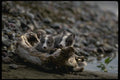 159015 Arctic Fox Kits A4 Photo Print