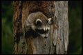 159016 Raccoon Summer youngster In Hollow Tree A4 Photo Print