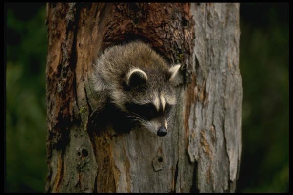 159016 Raccoon Summer youngster In Hollow Tree A4 Photo Print