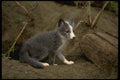 159017 Arctic Fox Kit A4 Photo Print