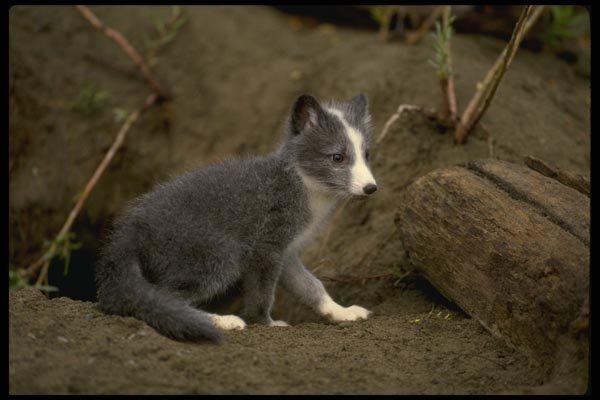 159017 Arctic Fox Kit A4 Photo Print