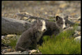 159018 Arctic Fox Kits A4 Photo Print