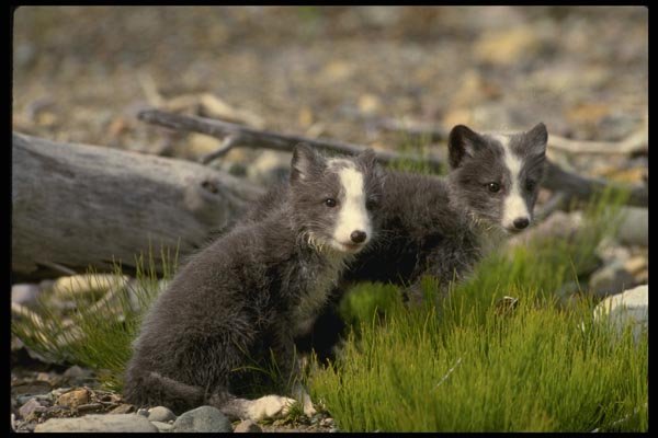 159018 Arctic Fox Kits A4 Photo Print
