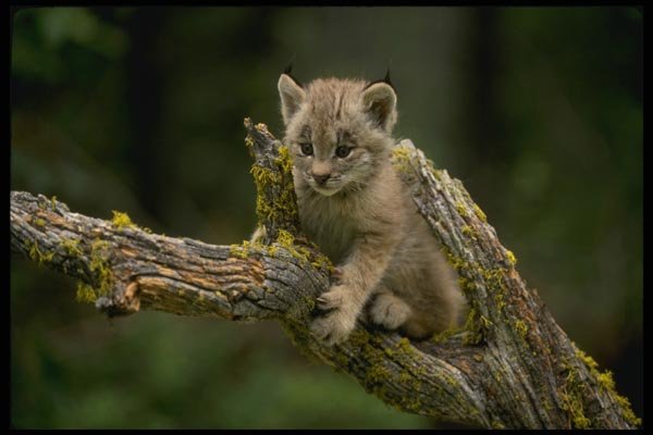 159019 Canada Lynx small Kitten A4 Photo Print
