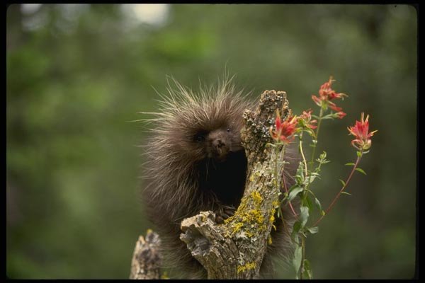 159020 Porcupine summer youngster A4 Photo Print