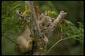 159021 Canada Lynx small Kitten A4 Photo Print